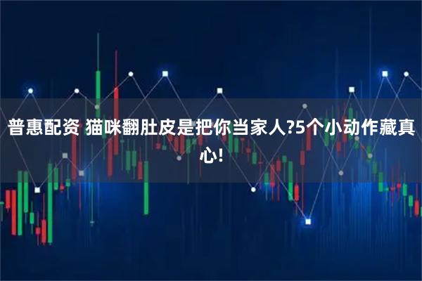 普惠配资 猫咪翻肚皮是把你当家人?5个小动作藏真心!